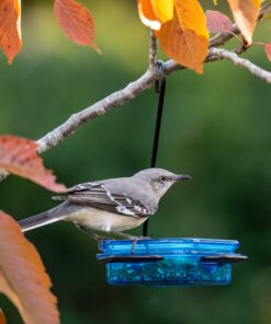 More Birds Dish SeedFeed, 1 Count (Pack of 1) 1 Count (Pack of 1) 33 813amq8KDUL