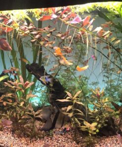 Seachem Flourish Potassium 500ml One size 34 813cK727HeL