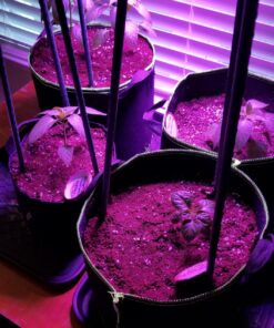 Hot Pepper Seeds - Organic Heirloom Chili Seed Variety Pack for Planting - Cayenne, Jalapeno, Habanero, Poblano, and More 58 813dJCbvalL