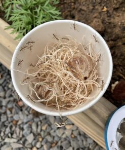 Praying Mantis Egg Case with Hatching Habitat Cup - 2 Praying Mantids Egg Cases 2 Egg Pod Habitat Cup 34 813domrlqL