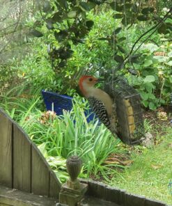 Wildlife Sciences High Energy Suet Cake 10 Pack 42 813eDUOZk7L