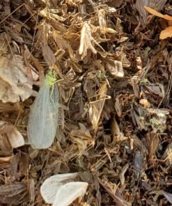 DynaTrap DT1050SR Mosquito & Flying Insect Trap – Kills Mosquitoes, Flies, Wasps, Gnats, & Other Flying Insects – Protects up to 1/2 Acre 38 813eq6Qmu6L