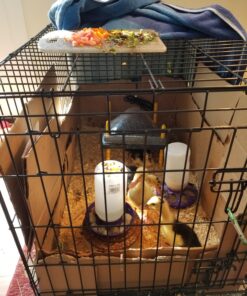 Premier Chick Heating Plate Kit - Includes Cover and Warms Up to 20 Chicks - 12" W x 12" L 33 813fuR5bXqL