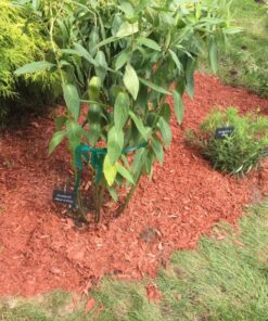 GardenMate 10-Pack Natural Style Slate Plant Labels (4"x 2 3/4") Hanging from a Stainless Steel Metal Rod (22") 10-Pack 4"x 2 3/4" Labels with 22" Metal Rod 41 813gPdHPKTL