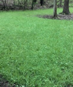 Antler King No Sweat No Till Plot Mix 22 813hJYsfooL