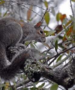 Nikon COOLPIX P900 Digital Camera (Black) 107 813jglOFLL