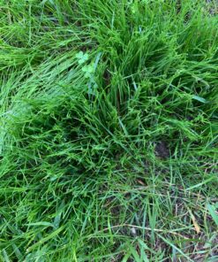 Jonathan Green (10840) Fast Grow Grass Seed - Cool Season Lawn Seed (7 lb) 7 pounds 33 813kLJzCWL