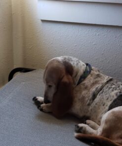 Resco Deluxe Dog Nail Clippers, Original Pet Nail Trimmer, Made in USA, Large, Yellow 22 813lwx et2L