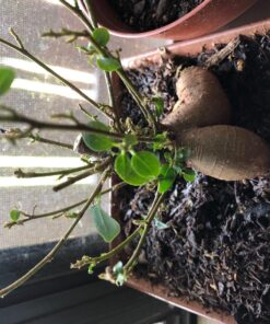 Dyna-Gro BON-008 8 oz Bonsai-Pro Liquid Plant Food, Yellow 33 813mLGo9qHL