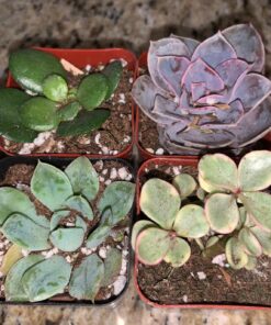 Shop Succulents Unique Succulent Plant Pack Collection - Live Mini Succulent Plants, Low Maintenance, Exceptional Colors & Textures - Wedding and Party Favors, Gift & Garden, Pack of 4 4-Pack Succulent Packs 35 813rgOXivGL