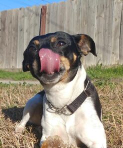 Pawstruck Natural Cow Hooves for Dogs - Made in The USA Long Lasting Beef Hoof Dental Treat Chews - No Artificial Preservatives - 10 Count - Packaging May Vary 47 813xA58w5mL