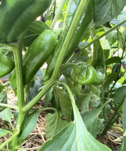 Hot Pepper Seeds - Organic Heirloom Chili Seed Variety Pack for Planting - Cayenne, Jalapeno, Habanero, Poblano, and More 51 813xo3NelfL