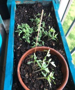 English "Vera" Lavender Seeds for Planting, 1000+ Seeds Per Packet, (Isla's Garden Seeds), Non GMO & Heirloom Seeds, Botanical Name: Lavandula angustifolia, Great Herb Garden Gift 28 813yDBtVRCL