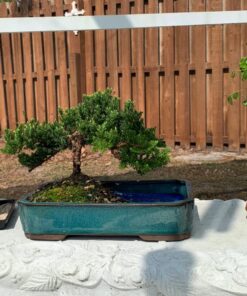 Brussel's Live Chinese Elm Outdoor Bonsai Tree - 5 Years Old; 6" to 8" Tall with Decorative Container Small CERAMIC POT 51 8140fQ a48L