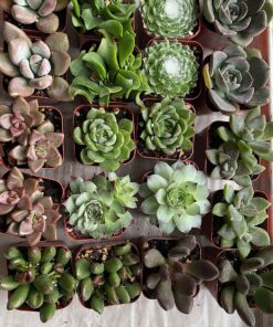 Succulents Plants Live (20PK) Potted Succulent Plants Live House Plants, Cactus Plants Live Plants Indoor Plants Live Houseplants, Indoor Plant Succulents Live Plant House Plant by Plants for Pets 20-PACK 57 8141lK31GL