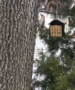 C&S Peanut Delight No Melt Suet Dough, 12/pack 11.75 Ounces Peanut 12-Pack 40 8145isSJ0OL 1