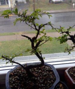 9GreenBox Chinese Elm Bonsai Tree Style 8 57 814ACSw JML
