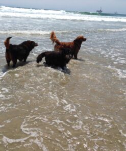 VTech DM221-2 Audio Baby Monitor with up to 1,000 ft of Range, Vibrating Sound-Alert, Talk Back Intercom, Night Light Loop & Two Parent Units, White 46 814AI1Ir0FL 1