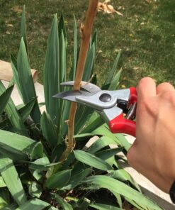 Carbon Steel Bypass Garden Shears - Ultra Sharp Blades with Safety Lock & Comfort Grip - Hand Trimmer with Sap Groove Easily Cuts Through Branches & Stems for Indoor & Outdoor Use 65 814Is63vpcL