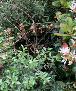 Alternative view of Gordon’s SpeedZone Lawn Weed Killer, 20 Ounces, 652400