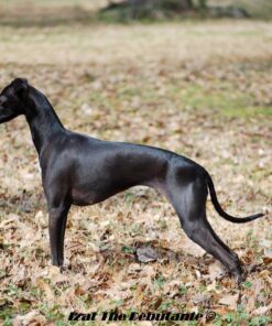 Life Line Pet Nutrition Wild Alaskan Fish Oil Omega-3 Supplement for Skin & Coat – Supports Brain, Eye & Heart Health in Dogs & Cats, 128oz 33 814Tn6uFZHL 1