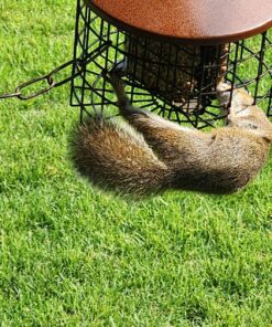 More Birds Squirrel-X Double Suet Feeder, Outdoor Wild Bird Feeder, Cage Bird Feeder, 2 Suet Cake Capacity 19 814UXBFGaDL