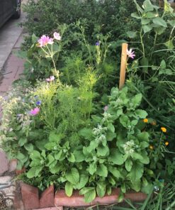 Seed Needs, Edible Wildflower Seed Packet Collection (7 Varieties of Flower Seed for Planting) Non-GMO & Untreated - Includes Viola, Pansies, Chives, Borage, Calendula, Nasturtium and Bee Balm 35 814Vhb 9WBL