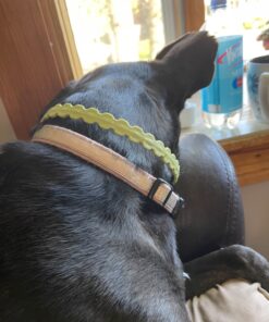 Arava Flea & Tick Collar - for Dogs & Puppies - Length-22'' - 11 Natural Active Ingredients - Safe for Babies & Pets - Enhanced Control & Defense 29 814c4IMUMBL