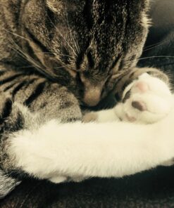 Comfort Zone with Feliway Diffuser Kit for Cat Calming, 1 Diffuser and 1 Refill 26 814eFPc0yuL