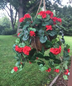 Nearly Natural 6609-RD 24in. Geranium Hanging Basket Silk Plant,Red,10.25" x 10.25" x 17.5" Red 35 814en5t fxL