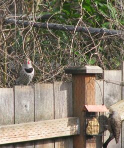 C&S Peanut Delight No Melt Suet Dough, 12/pack 11.75 Ounces Peanut 12-Pack 38 814i6G1iMnL 1