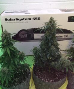 Humboldts Secret Flower Stacker – Best Flowering Formula for Bigger Harvests - Flowering Plant Food - Nutrient System for Potting Soil for Indoor Plants & Outdoor Plants - 1 Quart 32 Ounce 45 814iTr 5y2L 2