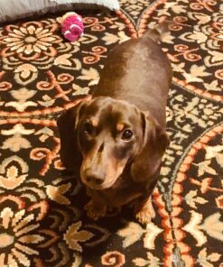 Dog Bark Collar - Stop Dogs Barking Fast! Safe Anti Barking Devices Training Control Collars, Small, Medium and Large pet deterrent. No shock, remote or citronella. Sound, vibration training device 40 814kVK bRL