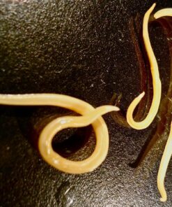 Dr. Pye's Scanmask 10 Million Live Beneficial Nematodes - Kills Over 230 Bugs 9 814lQ8jicvL