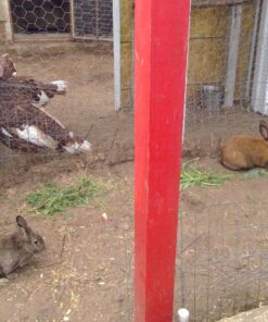 Kaytee All Natural Timothy Hay for Guinea Pigs, Rabbits & Other Small Animals, 6 Pound 6 Pound (Pack of 1) 41 814lu5QfjWL 1