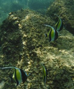 Fujifilm FinePix XP80 Waterproof Digital Camera with 2.7-Inch LCD (Yellow) Yellow 74 814qtiBOrzL