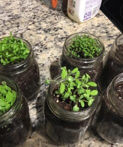 Culinary Herb Seeds Variety Pack - Outdoor & Indoor Herb Garden Kit - 10 Non-GMO Herb Garden Seeds for Planting & Book - Basil Seeds, Dill Seeds, Rosemary Seeds, Thyme Seeds, & More 34 814tEoyNZgL