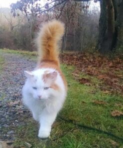 Whistle 3 / GPS Pet Tracker & Activity Monitor / Grey 41 815 lgwSGoL