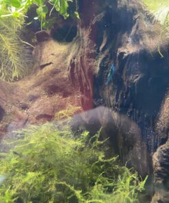 Blue Velvet Shrimp - Live Shrimp for Freshwater Aquariums or Tanks - Live Arrival Guarantee (10 Shrimp) 10 Shrimp 38 8155dWrxtRL