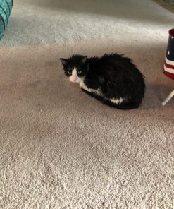 Adams Plus Flea & Tick Shampoo with Precor for Cats, Kittens, Dogs & Puppies Over 12 Weeks Of Age Sensitive Skin Flea Treatment | Kills Adult Fleas, Flea Eggs, Ticks, and Lice 12 Ounces Shampoo Only 42 8156iufTVNL 1