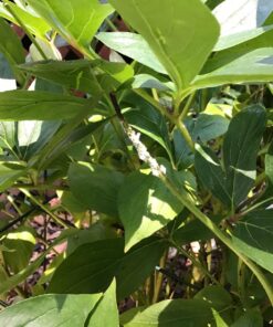 Southern Ag - Liquid Copper Fungicide - Fungicide, 16oz 16 815EUeK4nL