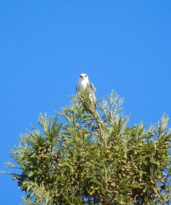 Nikon COOLPIX L840 Digital Camera with 38x Optical Zoom and Built-In Wi-Fi (Red) Red Base 41 815JA4GBL