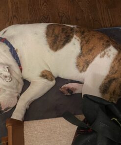 Black Rhino Dog Leash - Heavy Duty - Medium & Large Dogs | 6ft Long Leashes | Two Traffic Padded Comfort Handles for Safety Control Training - Double Handle Reflective Lead - (Aqua) Aqua 36 815KGYV32L