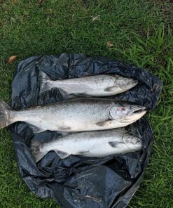 KastKing Fluorokote 100% Fluorocarbon Fishing Line, Fluorocarbon Leader, Extreme Clarity, Fast Sinking, Shock Resistant, High Abrasion Resistance, Available in 150 and 300 YD Spools 15LB(6.8KG) 0.33mm-300Yard 35 815NkJbIv4L