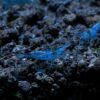Blue Velvet Shrimp - Live Shrimp for Freshwater Aquariums or Tanks - Live Arrival Guarantee (5 Shrimp) 5 Shrimp