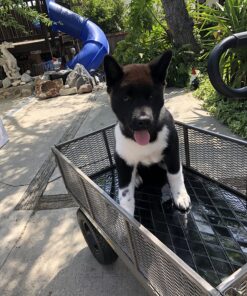 Gorilla Carts Heavy Duty Steel Dump Cart Garden Wagon w/Quick Release System, 1200 Pound Capacity, Removable Sides & Convertible Handle, Gray Finish 42 815hkKeGxL