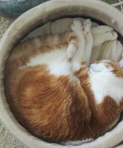 K&H Pet Products Thermo-Kitty Heated Cat Bed Small 16 Inches Sage/Tan 16.0"L x 16.0"W x 6.0"Th Retail Package 31 815nRQV56JL