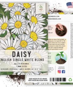 Seed Needs, English Daisy Seeds - 1,000 Heirloom Seeds for Planting Bellis perennis - White Blooms, Perennial Flowering Plants for an Outdoor Garden (2 Packs) 2 Packs (2,000 Seeds) 19 815qR BcjlL