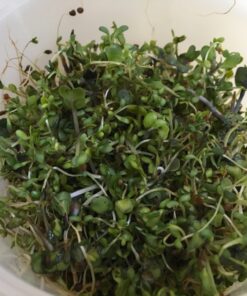 Todd's Seeds® Broccoli and Friends Sprouting Seed Mix, One Pound 39 815t 82zx3L