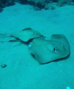 Fujifilm FinePix XP80 Waterproof Digital Camera with 2.7-Inch LCD (Yellow) Yellow 75 815w78RJEFL